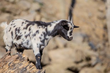 Beyaz keçi kayaya tırmanıyor