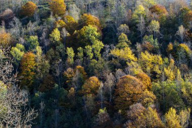 Orman manzarasında sonbahar renkleri