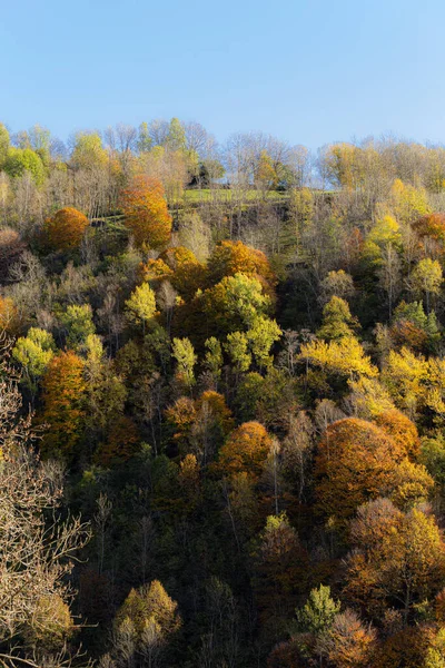 Осенние Цвета Лесном Пейзаже — стоковое фото