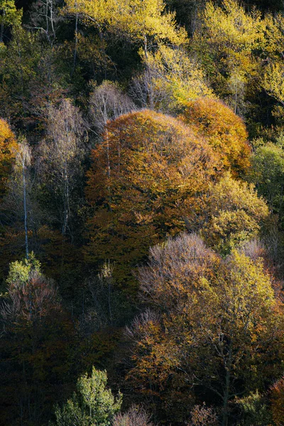 Осенние Цвета Лесном Пейзаже — стоковое фото