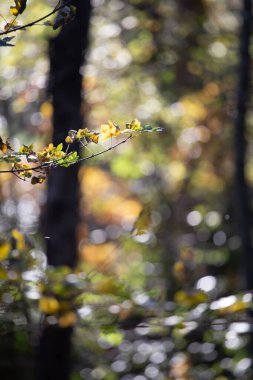 Autumn leaves on atree branches close up still on a beautiful nature background