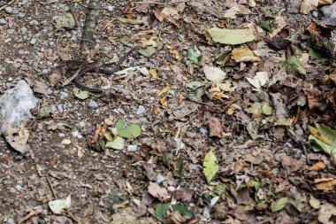 tiny snake hiding with camouflage on a brown autumn landscape with leaves roots and rocks
