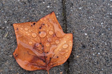 Raindrops on a brown autumn maple leaf close up still