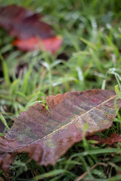 Brown Autumn Leaf Wet Green Grass Ground — стокове фото