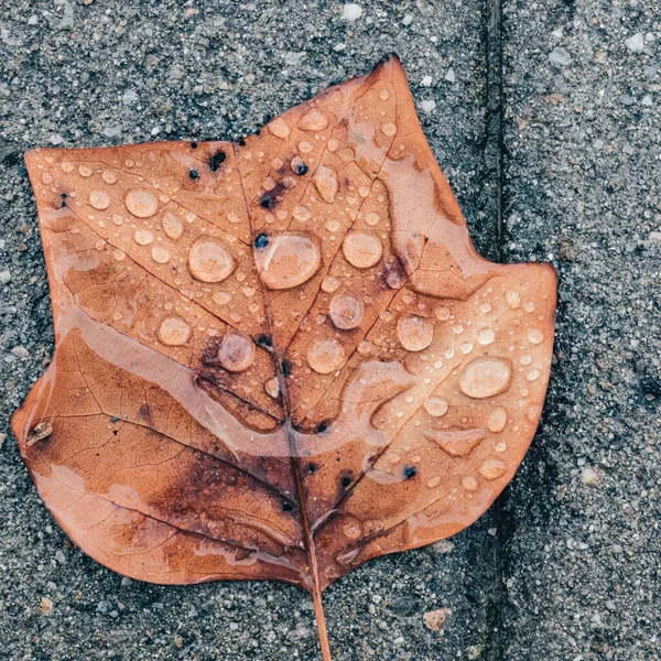 Raindrops Brown Autumn Maple Leaf Close Still — Stock Fotó