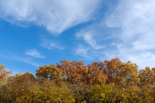 Πορτοκαλί Φύλλα Ένα Φθινοπωρινό Δάσος Ψηλά Στο Τοπίο Ένα Γαλάζιο — Φωτογραφία Αρχείου
