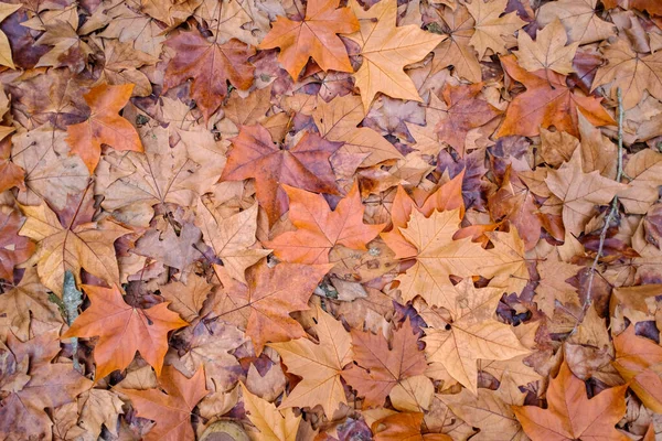 Many Autumn Leaves Patter Nature Background — стоковое фото