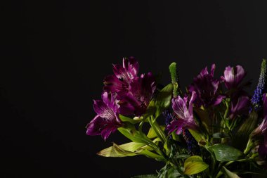 Çiçek desenli mor bir çiçek. Hâlâ siyah bir arkaplanda.