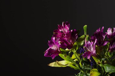 Çiçek desenli mor bir çiçek. Hâlâ siyah bir arkaplanda.