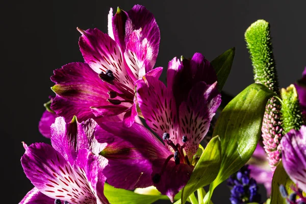 Çiçek desenli mor bir çiçek. Hâlâ siyah bir arkaplanda.