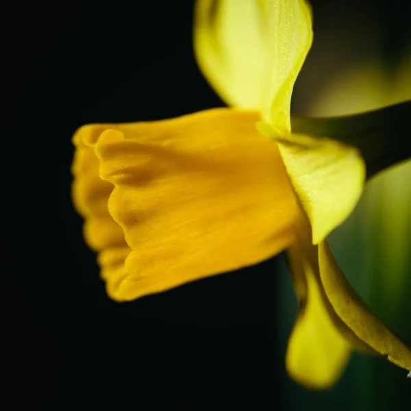 Gul Narcissus Blomma Blom Närbild Fortfarande Fast Svart Bakgrund — Stockfoto