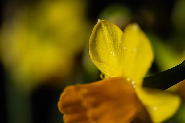 Yellow Narcissus Flower Bloom Close Still Solid Black Background — ストック写真