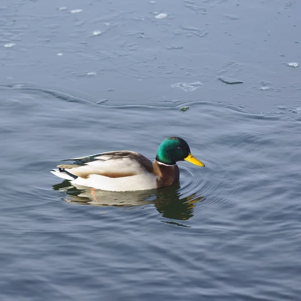 First day of winter. First ice on the lake. Floating lonely drake — Stock Photo, Image