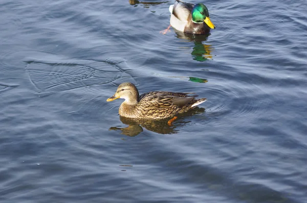 First day of winter. First ice on the lake. Group of ducks floating in a frozen still not until the end of the lake. — Stock Photo, Image