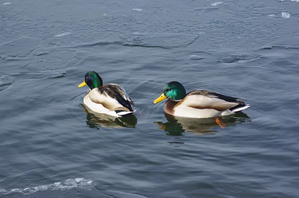 First day of winter. First ice on the lake. Group of ducks floating in a frozen still not until the end of the lake. — Stock Photo, Image