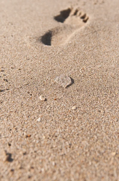Jellyfish in the sand — Stock Photo, Image