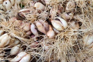 Gıda doku arka plan