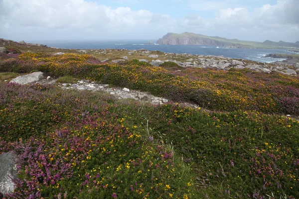 Océano en Dingle — Foto de Stock