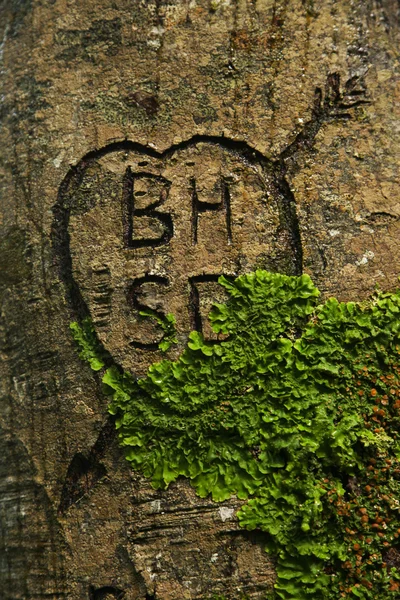 ormanın göbeğinde