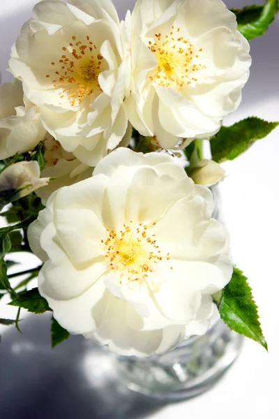 Ramo de rosas blancas en un jarrón — Foto de Stock