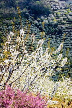 kiraz çiçeği ağaç ve heather çiçekler