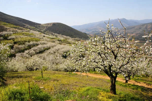 Cherry blossom trees landscape between mountains — Stock Photo, Image