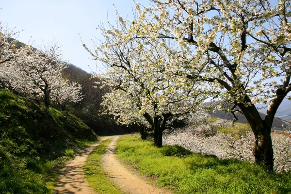 Caminho sob árvores flor de cerejeira — Fotografia de Stock