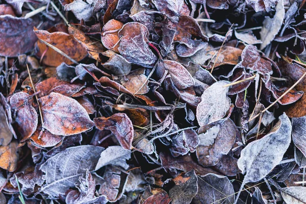 Soğuk Bir Kış Sabahı Donmuş Kuru Yapraklar Üst Görünüm — Stok fotoğraf