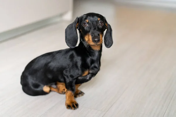 Evde Yerde Oturmuş Kameraya Bakan Bir Köpek Yavrusunun Portresi — Stok fotoğraf