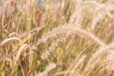 Natural background. Beautiful fluffy spikelets. Cereal plant Cenchrus setaceus close-up. Dried grass beige. Selective focus