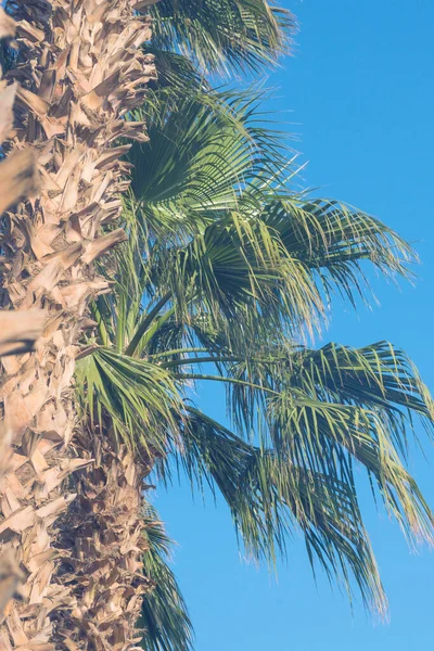 Large Palm Leaves Sky Rest Sea Egypt Toning — Stock Fotó