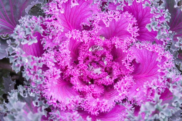 Púrpura Color Ornamental Cubierto Con Gotas Rocío Lluvia Fondo Floral —  Fotos de Stock