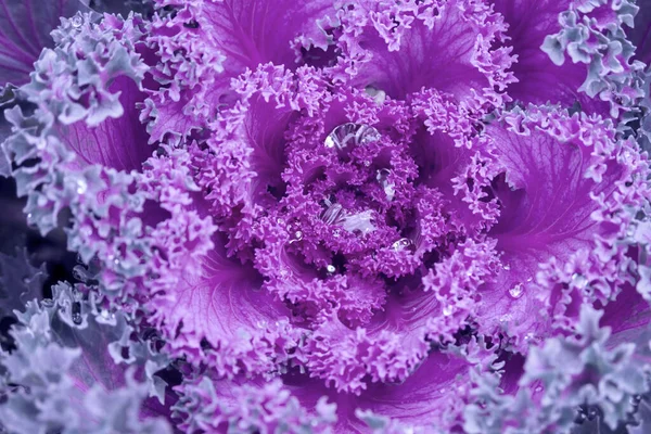 露や雨で覆われた観賞用の色のごみ 抽象的な花の背景 選択的フォーカス 様々なアセファラやブラシカのオレラセア トーニングカラー Very Peri ロイヤリティフリーのストック写真