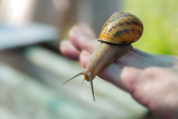 Gran Caracol Helix Aspersa Máxima Mano Granjero Una Granja Caracoles —  Fotos de Stock