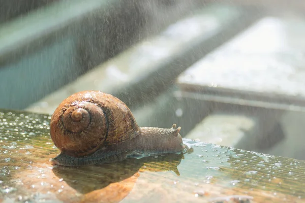 大きなカタツムリカタツムリの農場で水を実行している下でHelix Aspersa Maxima 食用カタツムリの繁殖 — ストック写真