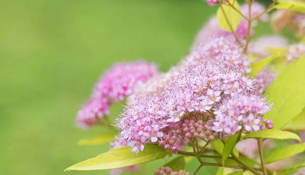 Delicate Kleine Roze Bloemen Van Spiraea Japonica Het Vroege Voorjaar — Stockfoto