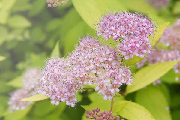 Delicadas Florecitas Rosadas Spiraea Japonica Principios Primavera Arbusto Decorativo Para — Foto de Stock