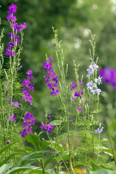 Dzikie Purpurowe Kwiaty Delphinium Konsolidują Consolida Orientalis Kwietniku Parku Zioło — Zdjęcie stockowe