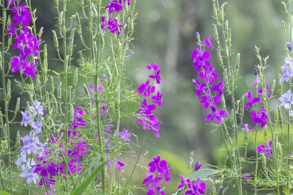 Dzikie Purpurowe Kwiaty Delphinium Konsolidują Consolida Orientalis Kwietniku Parku Zioło — Zdjęcie stockowe