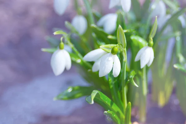 Primeiras Flores Primavera Delicadas Flores Sinos Azuis Galanthus Nivalis Início — Fotografia de Stock
