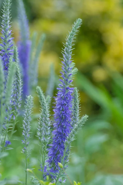 Niebieskie Kwiaty Pięknej Rośliny Ozdobnej Veronica Spicata Kwietniku Ogrodzie — Zdjęcie stockowe