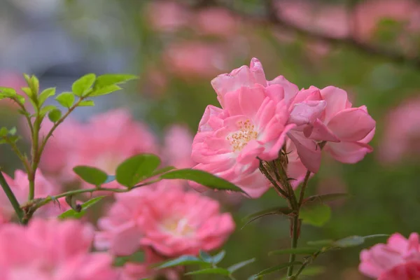 Delicate Roze Chinese Rozenbloemen Rosa Chinensis Tuinplant Landschapsontwerp Bloemen Achtergrond — Stockfoto