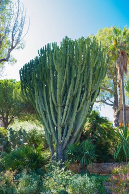 Euphorbia Royleana 'nın büyük yeşil çalısı Villefranche-sur-Mer, Fransa' da bir bahçede, Cote d 'Azur.