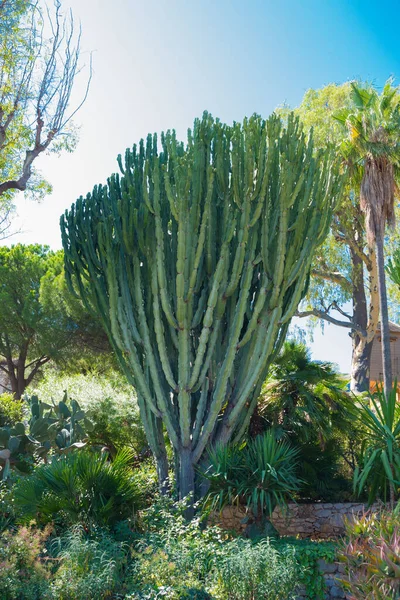 Euphorbia Royleana 'nın büyük yeşil çalısı Villefranche-sur-Mer, Fransa' da bir bahçede, Cote d 'Azur.