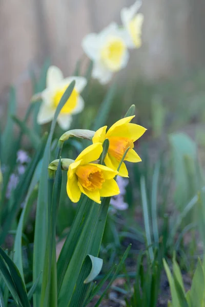 Amarelo Belas Flores Narcissus Pseudonarcissus Canteiro Flores — Fotografia de Stock