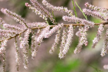 Küçük çiçekli Tamarix Parviflora küçük pembe çiçekli süs bitkisi. Fransız tamarisk yapraklı, otçul, çalı çırpı. Tasarım için doğa konsepti. Yakın plan. Seçici odak. 