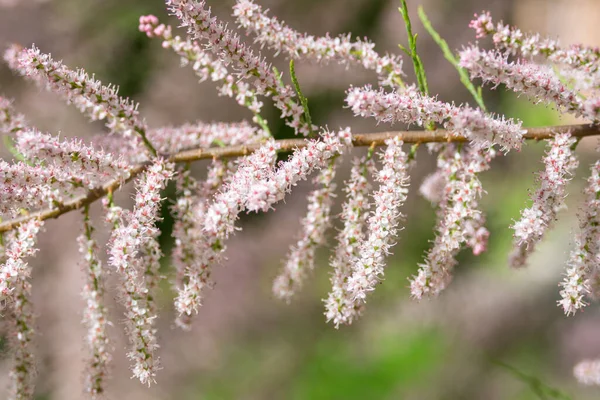 Küçük çiçekli Tamarix Parviflora küçük pembe çiçekli süs bitkisi. Fransız tamarisk yapraklı, otçul, çalı çırpı. Tasarım için doğa konsepti. Yakın plan. Seçici odak. 