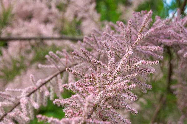 Small Flowered Tamarix Parviflora Ornamental Plant Tiny Pink Flowers French — Stock Photo, Image