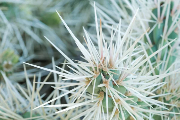 Agujas Blancas Afiladas Cylindropuntia Echinocarpa Cerca Cactus Árbol Jardín Botánico —  Fotos de Stock