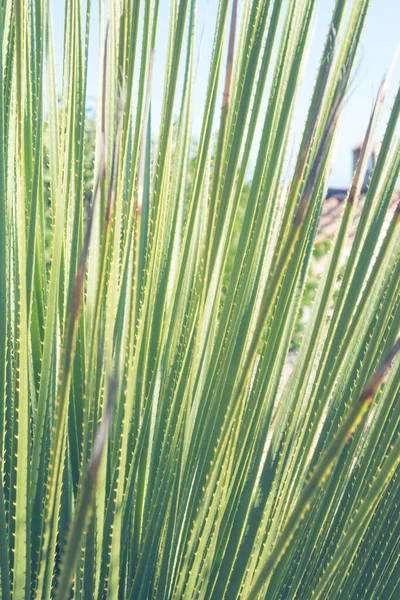 Folhas Suculentas Verdes Longas Dasylirion Texanum Close Close Verde Folhas — Fotografia de Stock